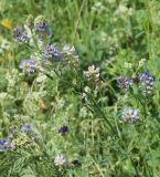 Medicago sativa