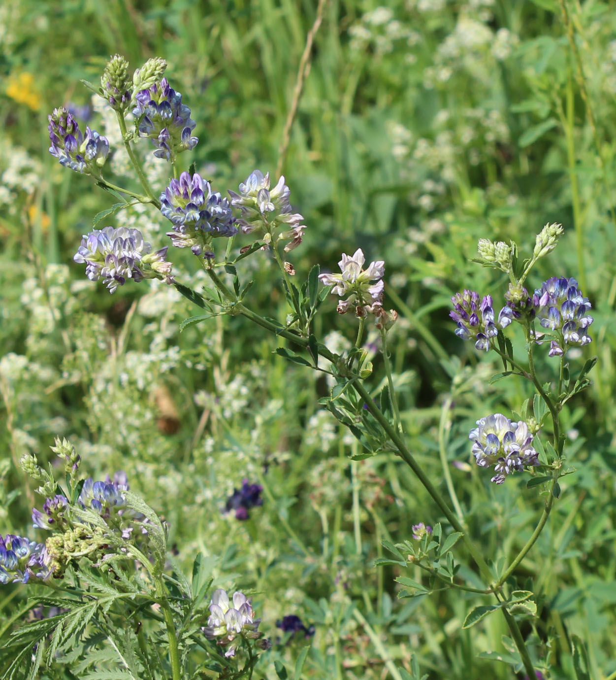 Изображение особи Medicago sativa.