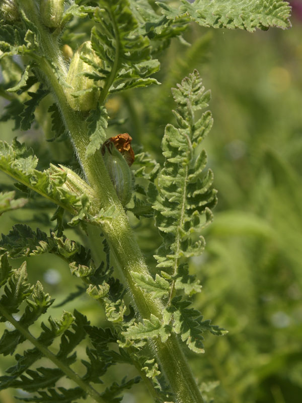 Изображение особи Pedicularis kaufmannii.