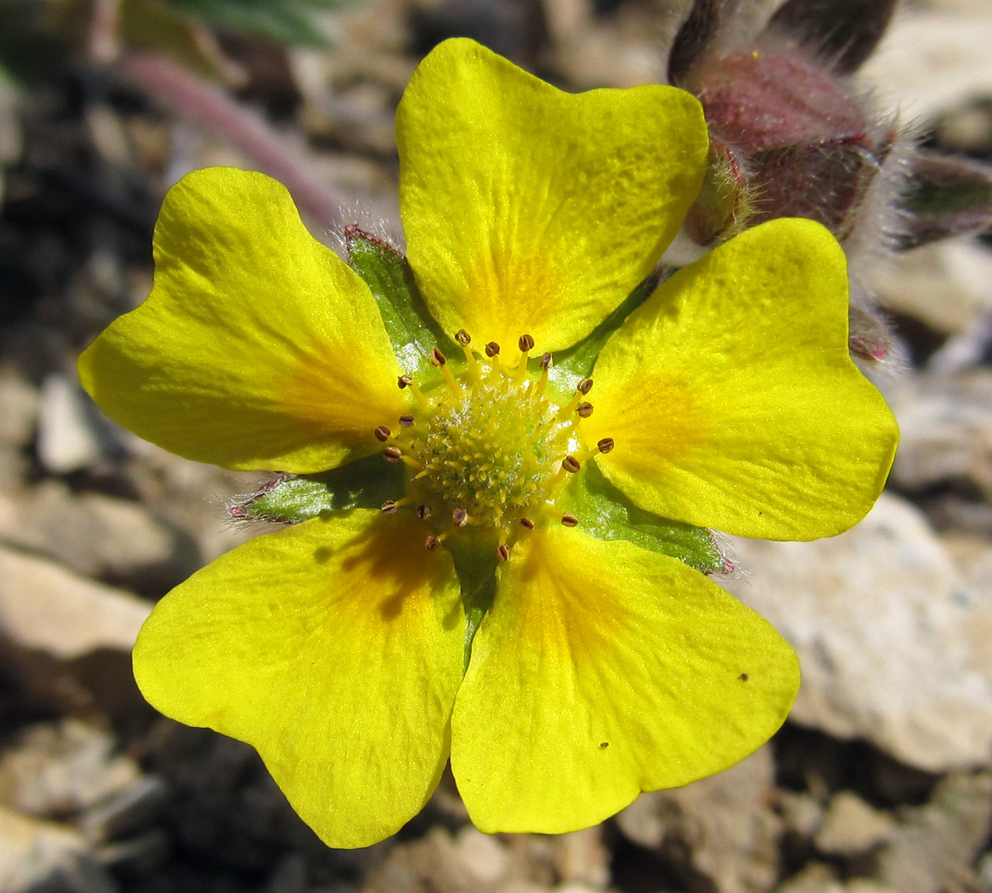 Image of Potentilla villosa specimen.