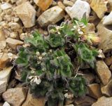 Draba aleutica. Растение после плодоношения; видны перегородки, оставшиеся после вскрывания стручочков. Камчатский край, Алеутский р-н, о-в Беринга, водораздел р. Каменка и р. Запорная, щебнистая тундра. 08.08.2015.