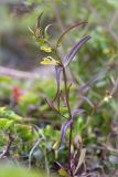 Melampyrum pratense. Цветущее растение. Кольский п-ов, Кандалакшский берег Белого моря, опушка смешанного леса на каменистой косе. 23.06.2015.