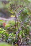 Melampyrum pratense