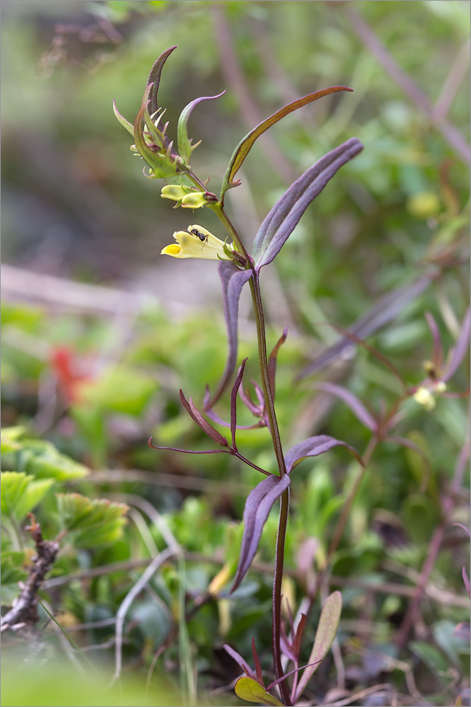 Image of Melampyrum pratense specimen.