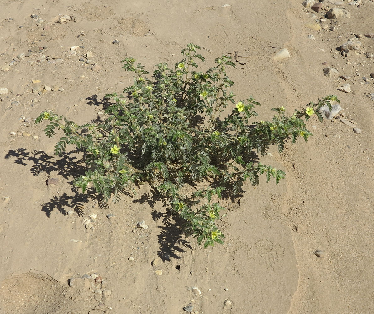 Изображение особи Tribulus macropterus.