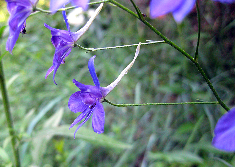 Изображение особи Delphinium consolida.