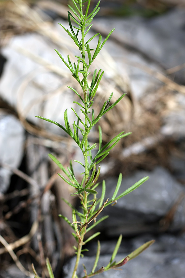Image of Crupina vulgaris specimen.