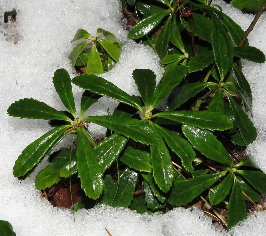 Изображение особи Chimaphila umbellata.