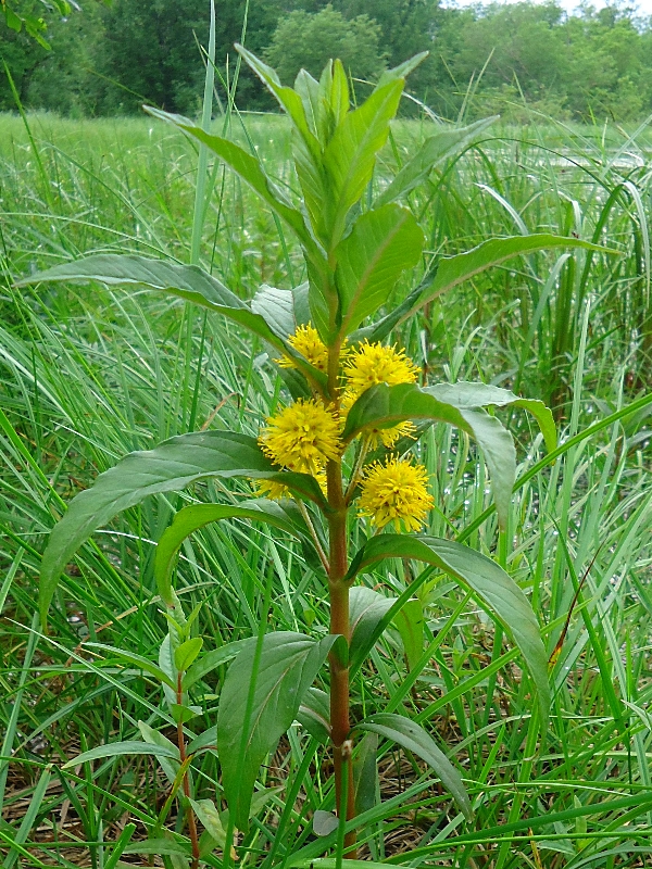 Изображение особи Naumburgia thyrsiflora.