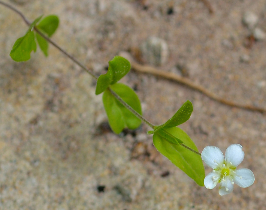 Image of Moehringia lateriflora specimen.