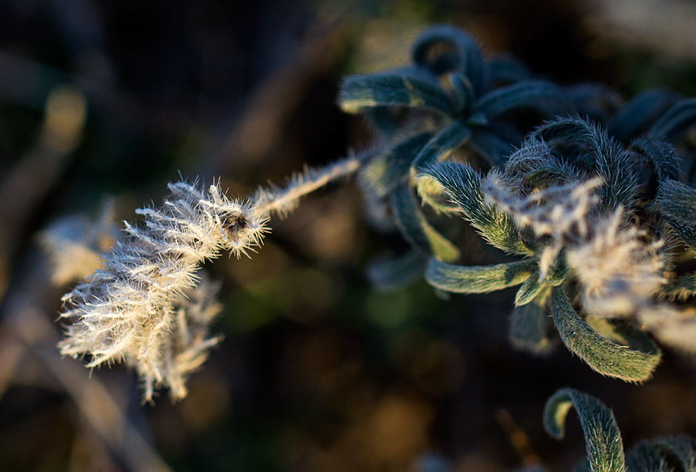 Image of Echium angustifolium specimen.