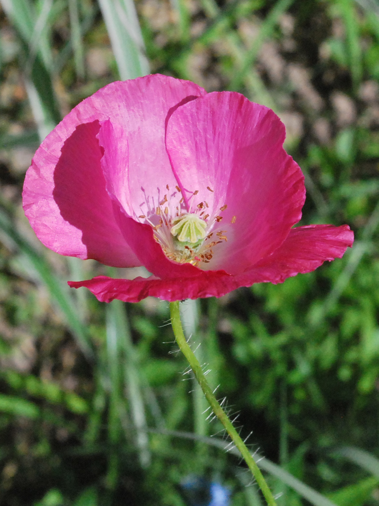 Изображение особи Papaver rhoeas.