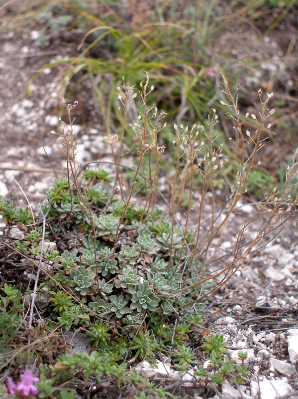 Image of Schivereckia podolica specimen.