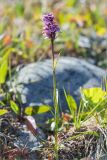 Dactylorhiza psychrophila