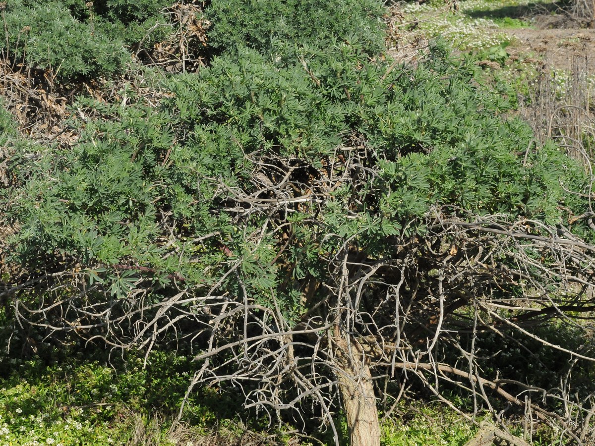 Изображение особи Lupinus arboreus.