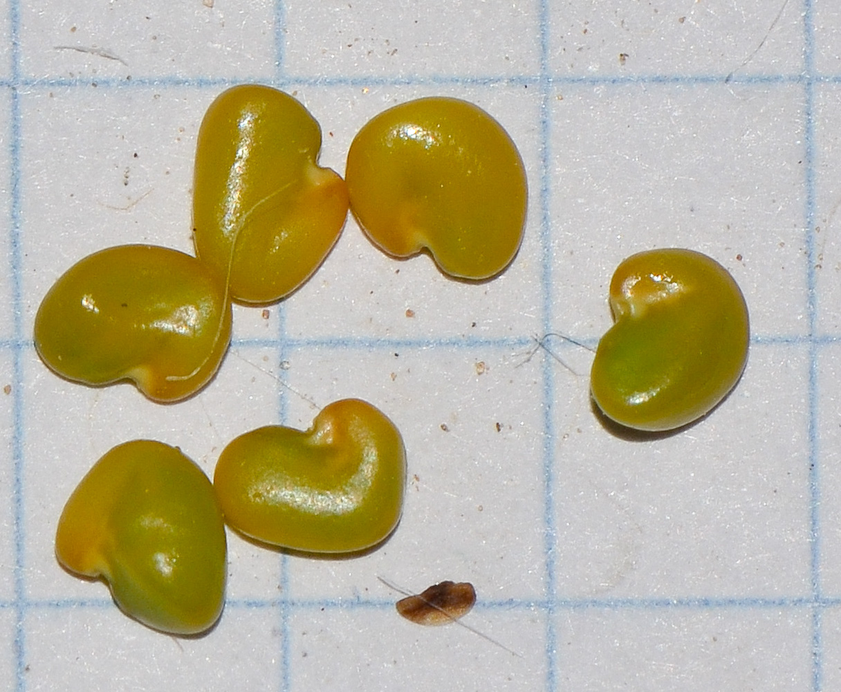 Изображение особи Astragalus amalecitanus.