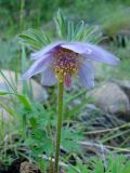 Pulsatilla ajanensis. Верхушка побега с цветком. Якутия (Саха), Алданский р-н, берег р. Тимптон, 202 км от устья. 22.06.2011.