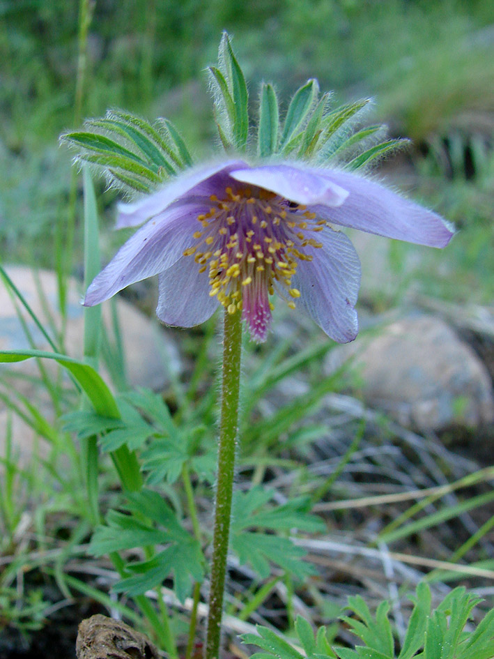 Изображение особи Pulsatilla ajanensis.