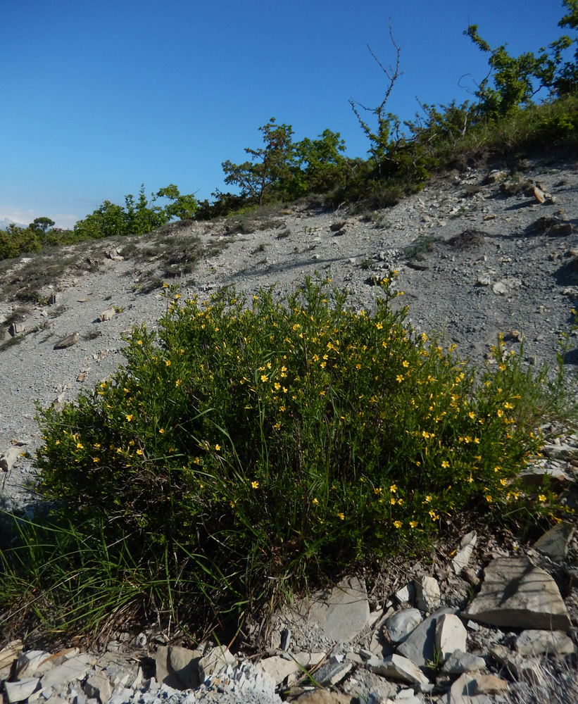 Image of Jasminum fruticans specimen.