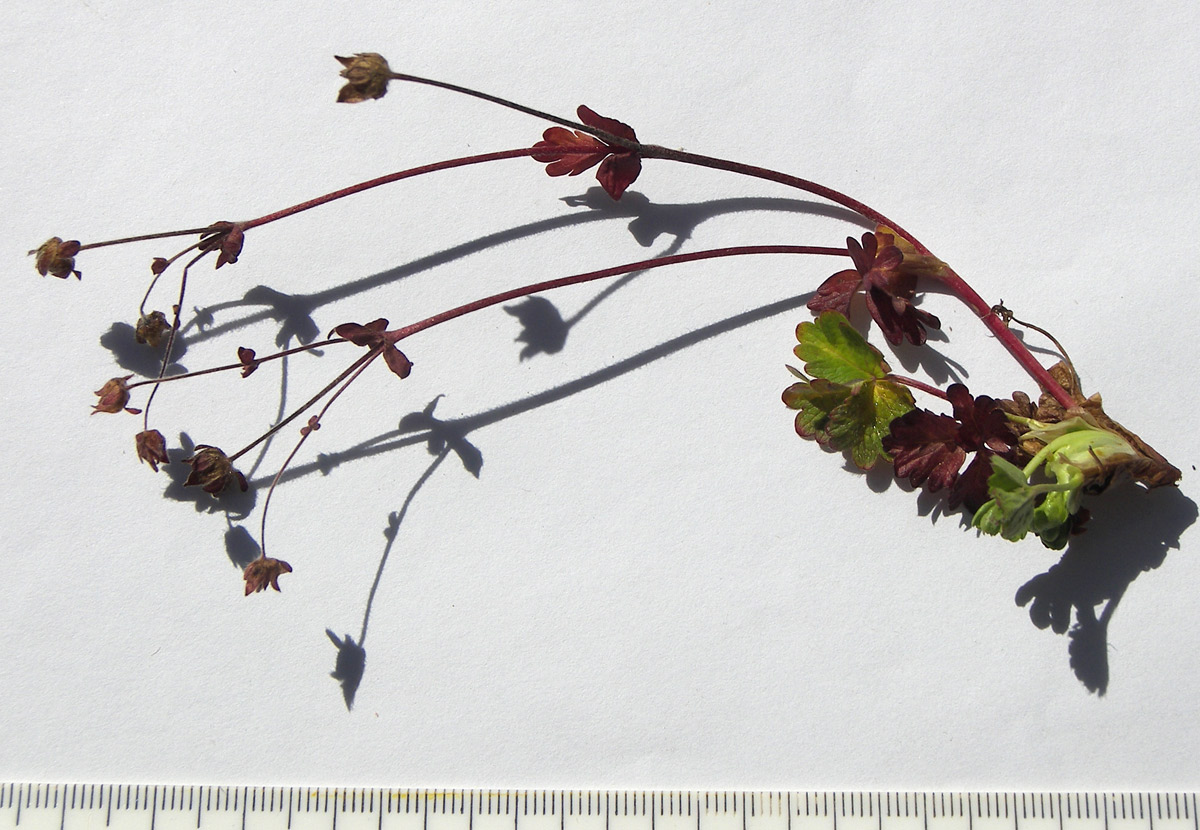 Image of Potentilla gelida specimen.