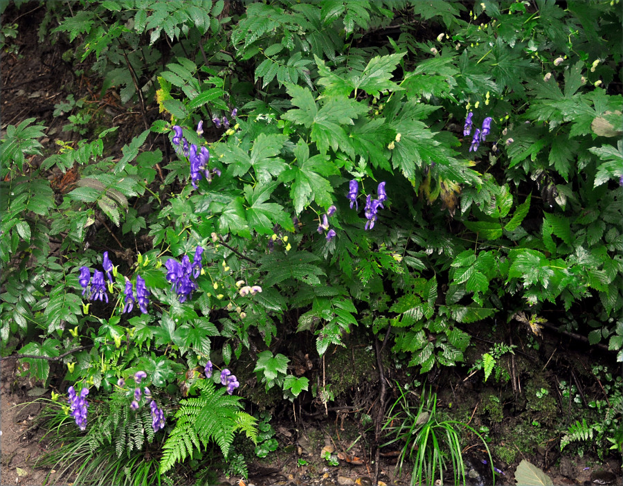 Изображение особи Aconitum sczukinii.