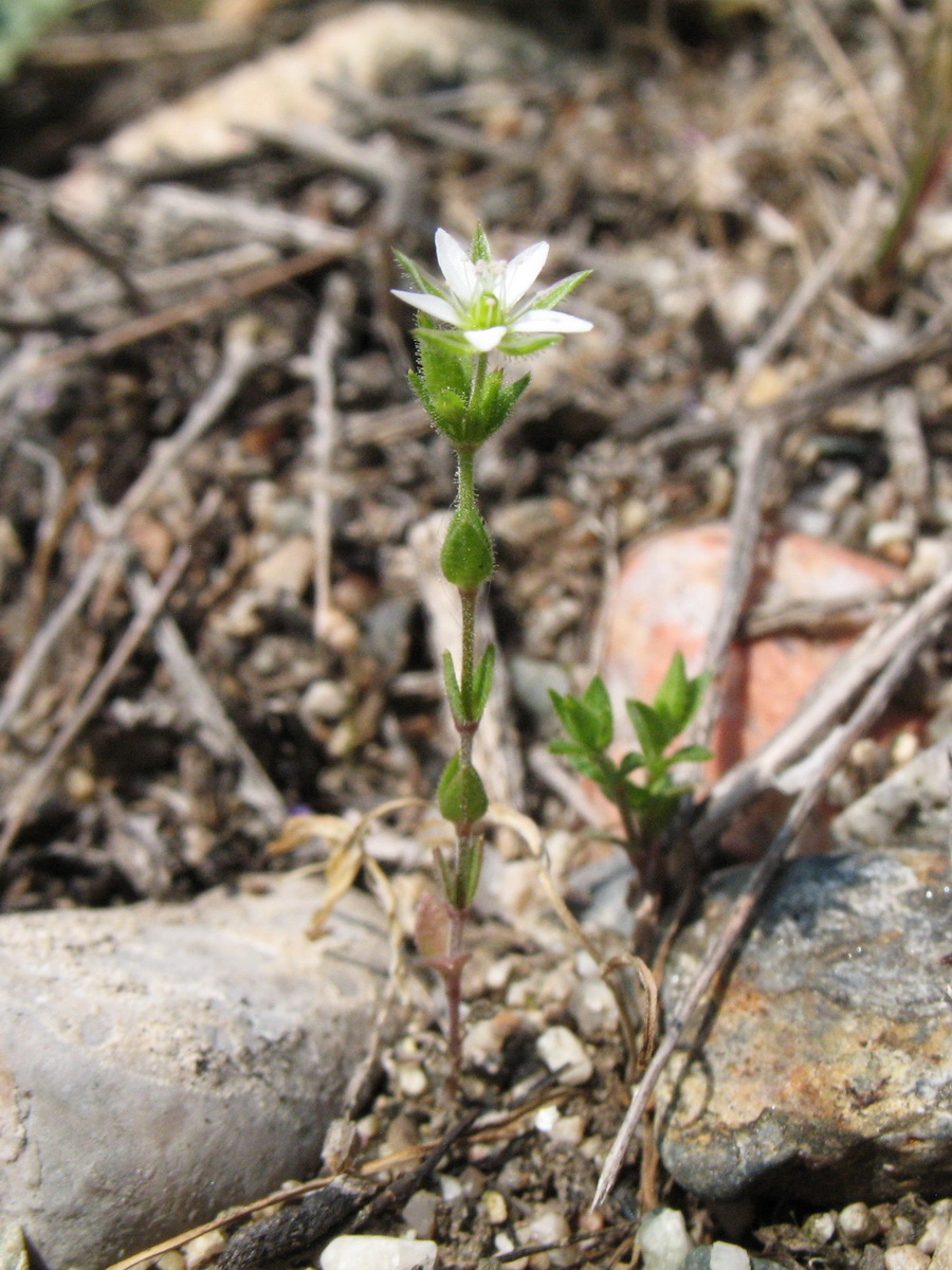 Image of Arenaria serpyllifolia specimen.