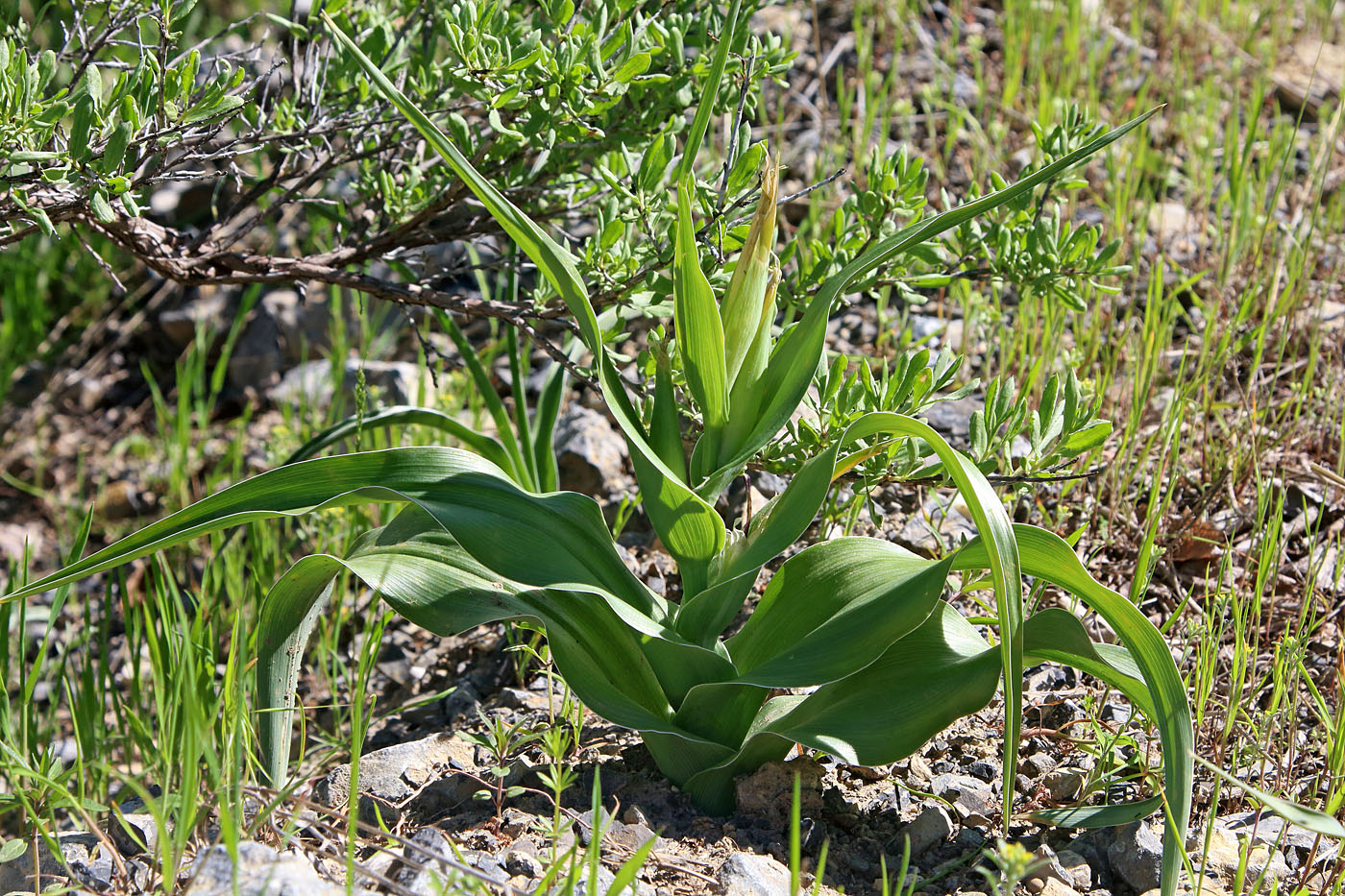 Image of Juno pseudocapnoides specimen.