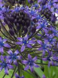 Scilla peruviana