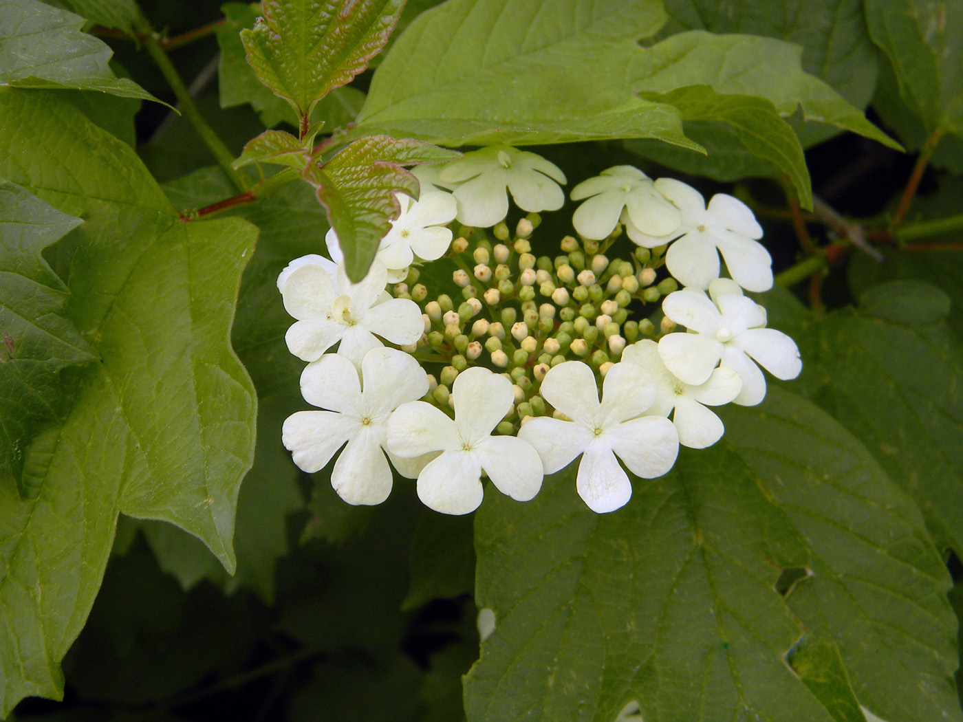 Изображение особи Viburnum opulus.