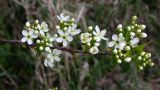 Prunus stepposa