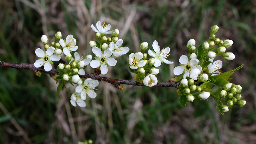 Изображение особи Prunus stepposa.