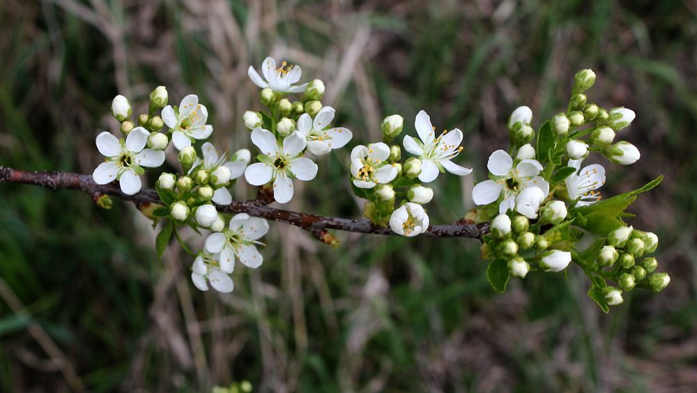 Image of Prunus stepposa specimen.