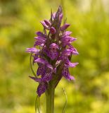 Dactylorhiza sibirica