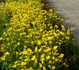 Oenothera pilosella