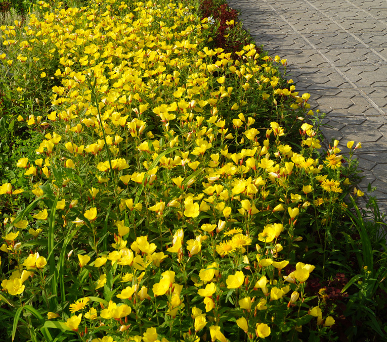 Image of Oenothera pilosella specimen.