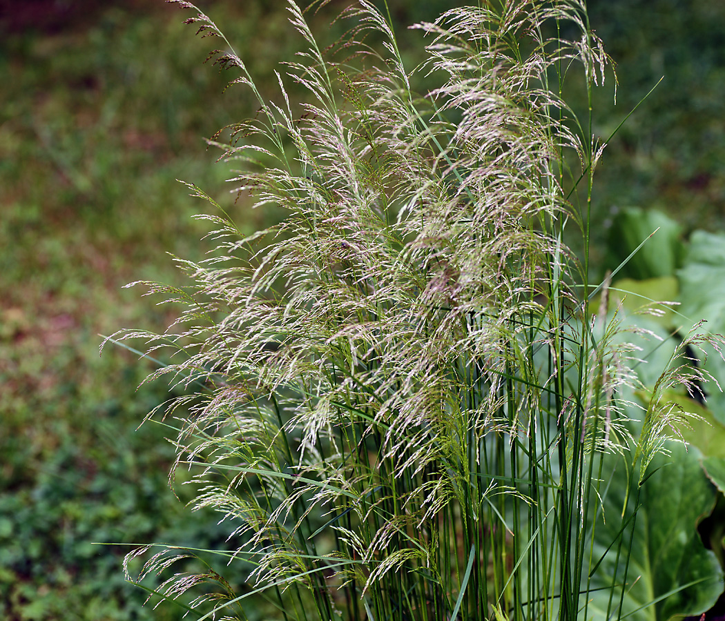 Изображение особи Deschampsia cespitosa.