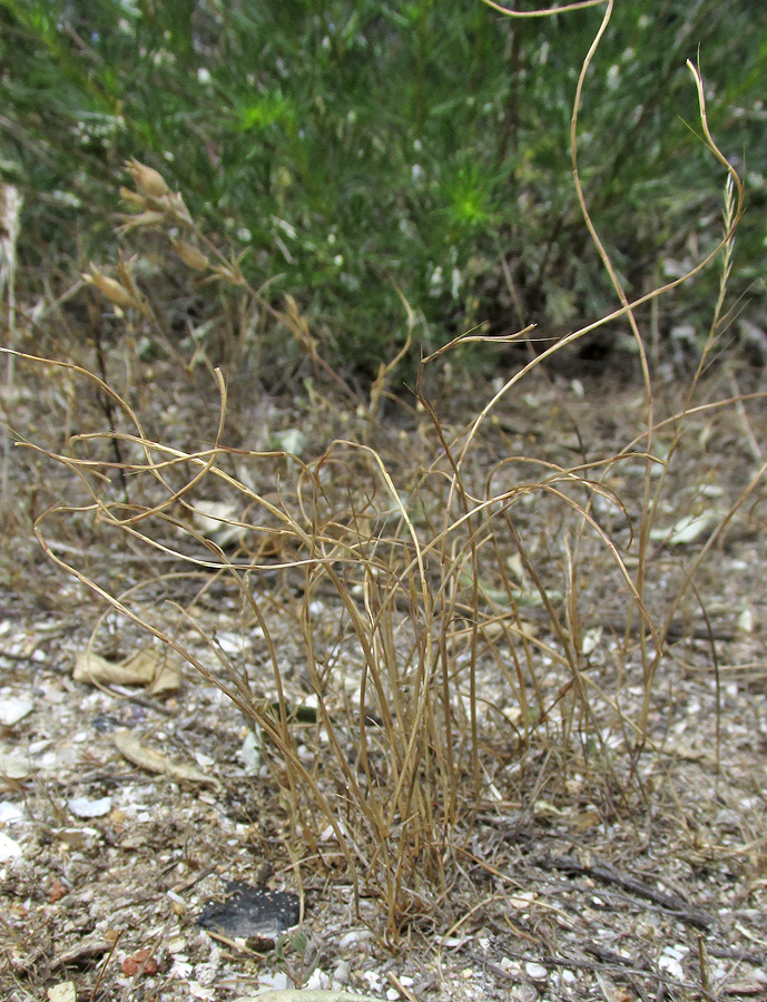 Image of Psilurus incurvus specimen.