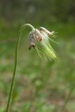 Pulsatilla pratensis