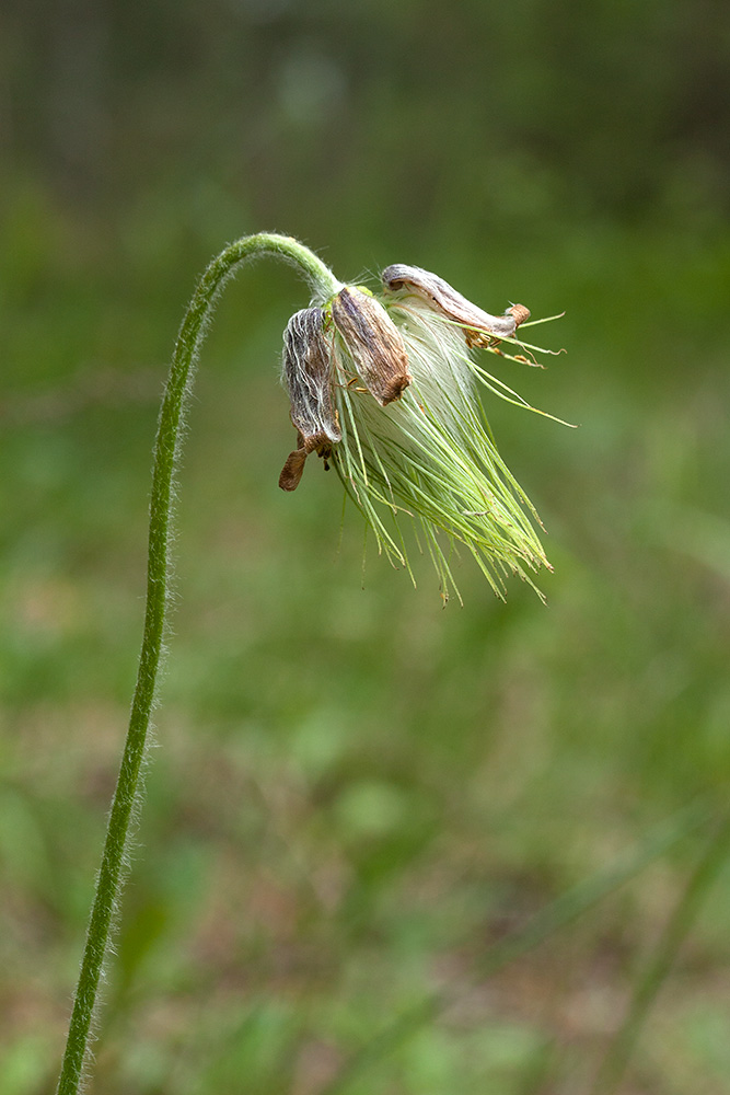 Изображение особи Pulsatilla pratensis.