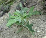 Crambe pinnatifida. Вегетирующее растение. Крым, окр. Феодосии, подножье южного склона хр. Узунсырт, отвалы старого карьера среди степи. 16 июня 2016 г.
