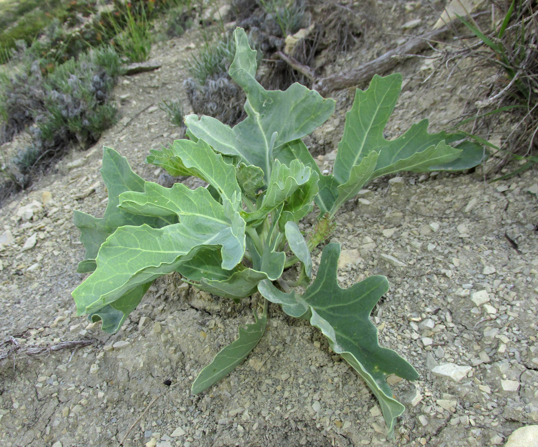 Изображение особи Crambe pinnatifida.