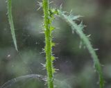 Cirsium palustre