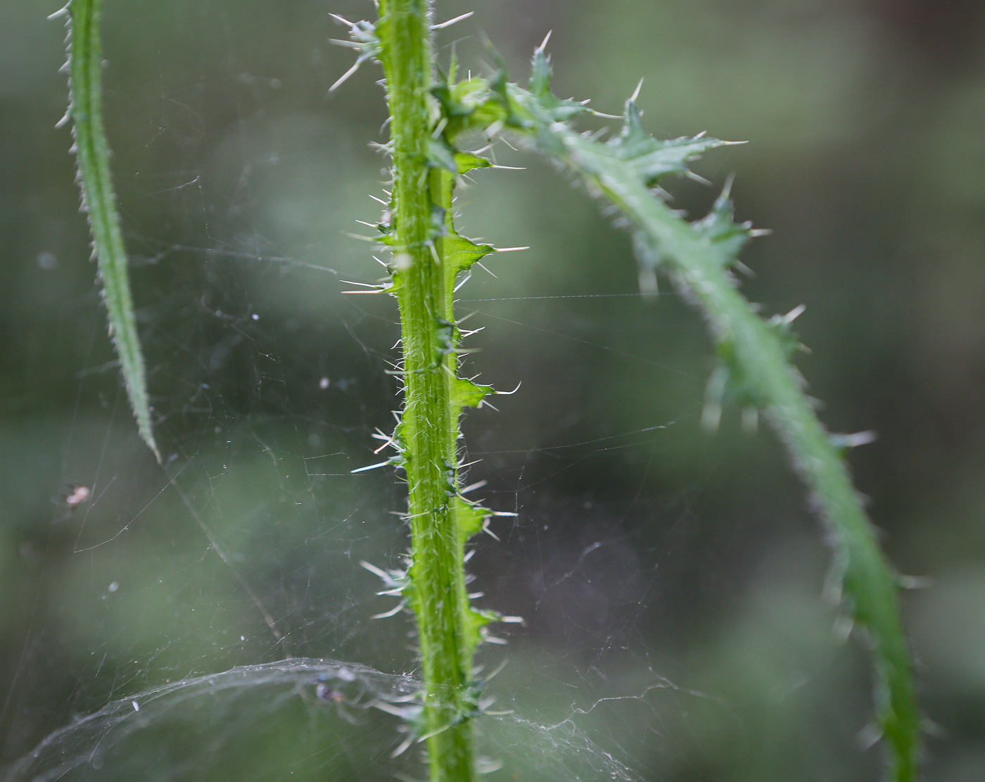 Image of Cirsium palustre specimen.