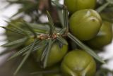 Juniperus deltoides