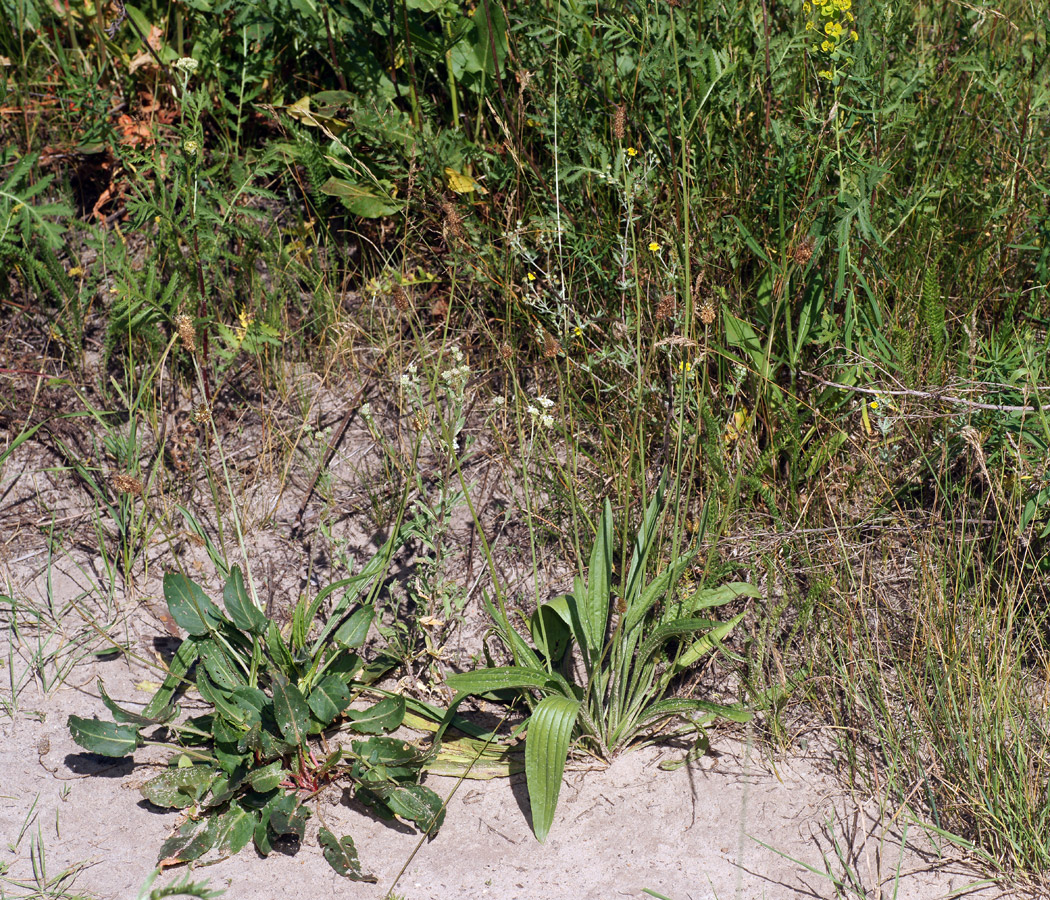 Image of Plantago lanceolata specimen.