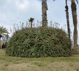 Aloe arborescens