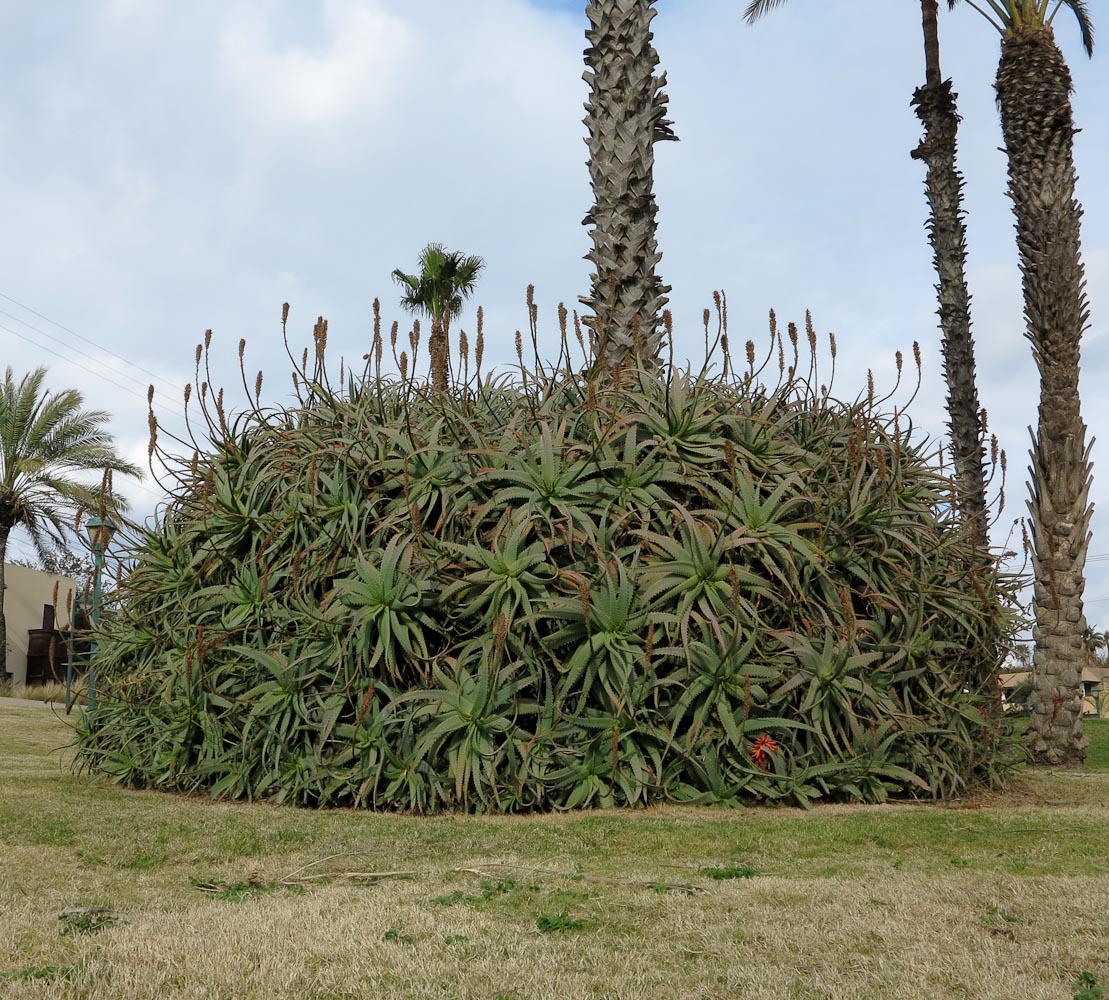 Image of Aloe arborescens specimen.