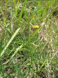 Vicia biebersteinii