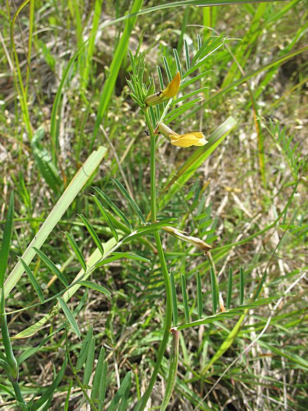 Image of Vicia biebersteinii specimen.