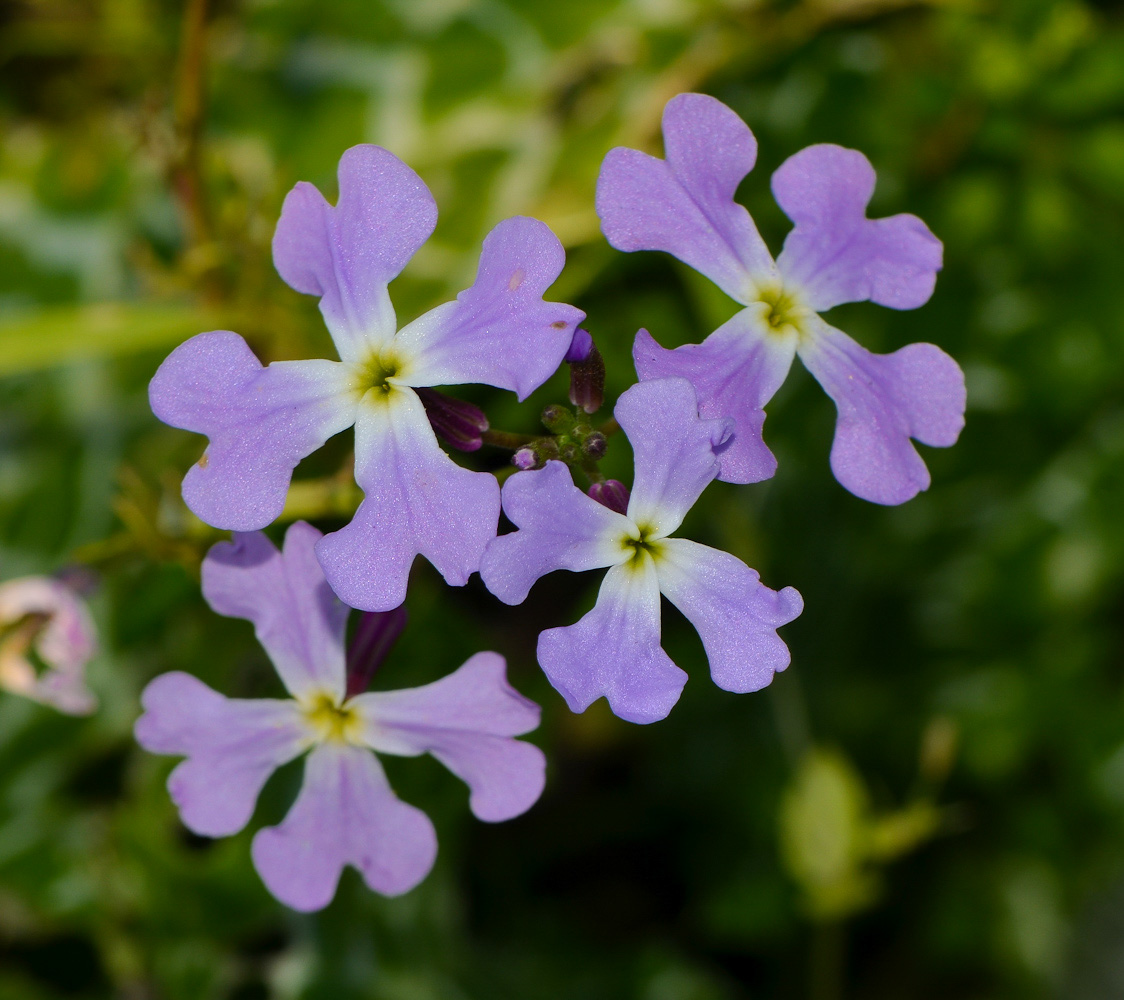 Изображение особи Ricotia lunaria.